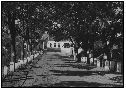 po roce 1930, hráz rybníka Peklo, ještě s javory